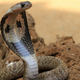 Image for article titled Are Humans Hardwired to Detect Snakes?
